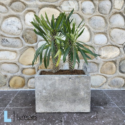 ¡Embellece tu espacio con nuestras exclusivas macetas de concreto rectangulares! 20x48x28 espesor 2.5 cm